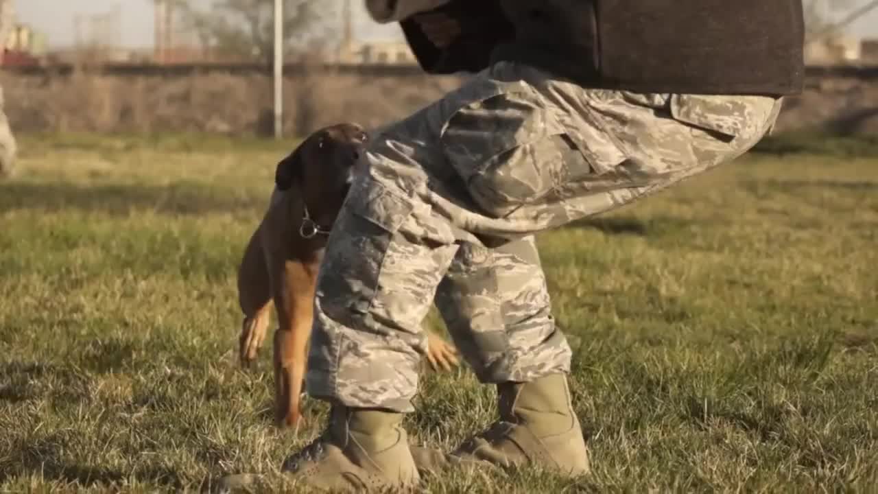 Dogs Army training, Army Dogs showing skill