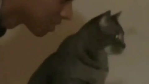 funny cat 001#