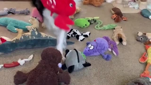 Brain Training for Dogs - To Eliminate Bad Behavior - fun dogs