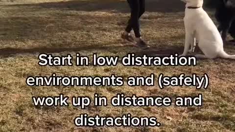 Dog taraining