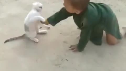 Funny cat video