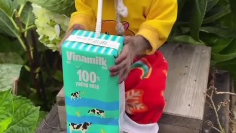 Funny monkey videos