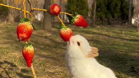can bunny eat strawberry
