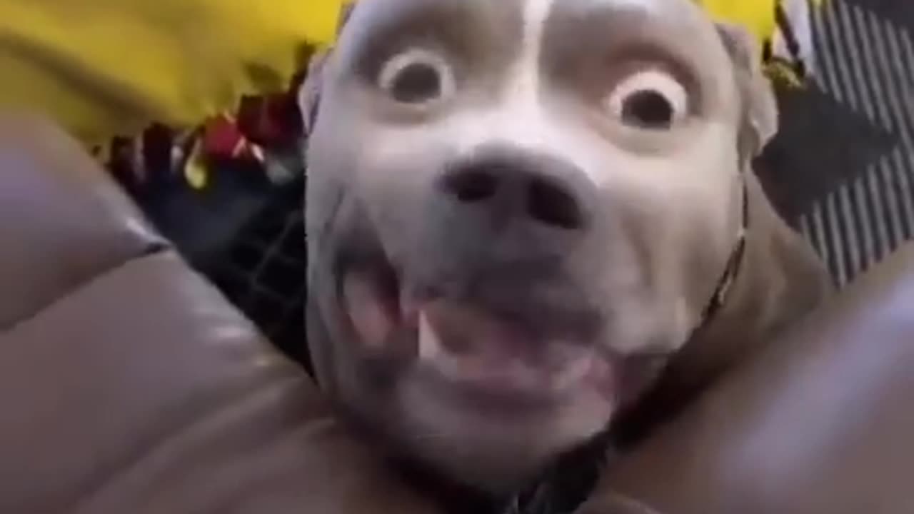 funny animals video #shortvideo #shorts#viral