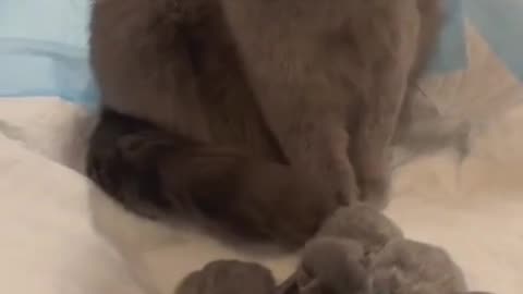 Cute and funny cat video.