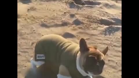 Dog funny slowmotion video
