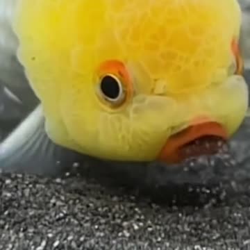 GOLD FISH ground digging golden ornamental fish is very cute