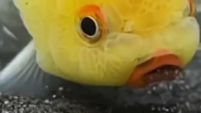 GOLD FISH ground digging golden ornamental fish is very cute