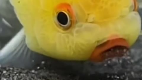 GOLD FISH ground digging golden ornamental fish is very cute