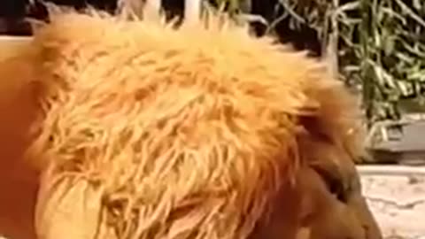 The dog was scred of the lion fung dog prank 🙈😛😛😛😛