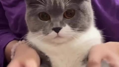 catsizcute #4