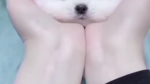 American Pet Cuteness"