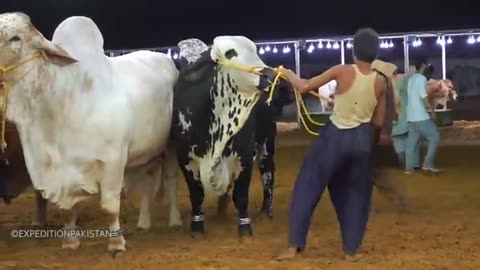 Cow