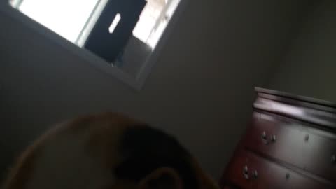 Amber kisses