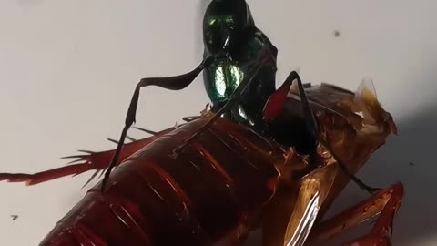 Insect like killer 🥰❤️❤️