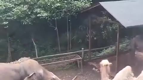 This Sweet Elephant is Helping a friend Cool Off😍