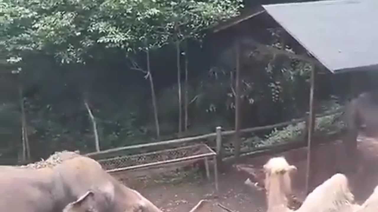 This Sweet Elephant is Helping a friend Cool Off😍