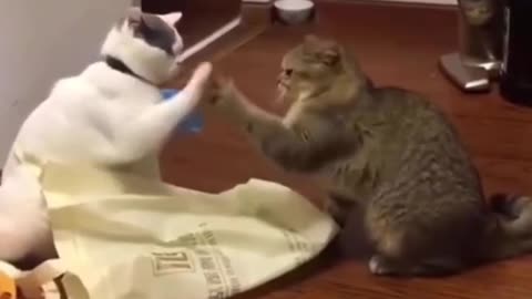 Funniest cat in the world