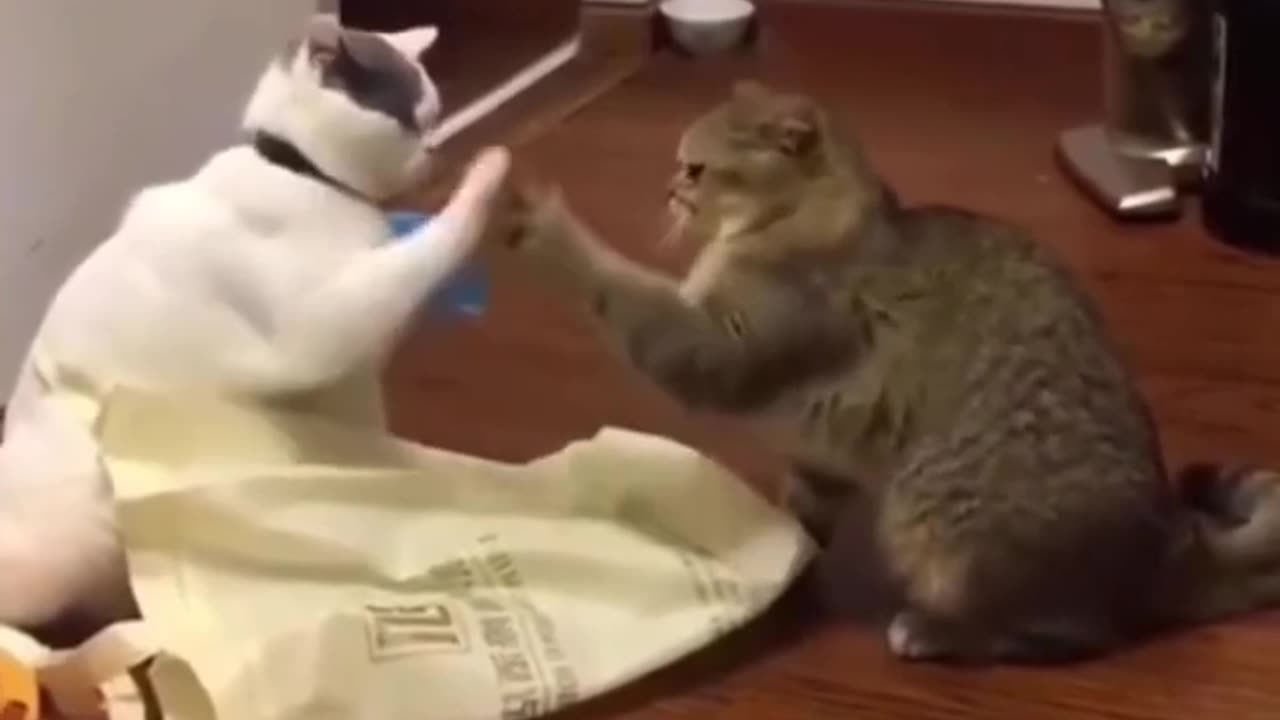 Funniest cat in the world
