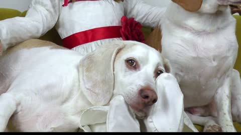 Funny Dogs Can't Get Rid of Scary Annabelle Doll! Dogs vs Annabelle Prank