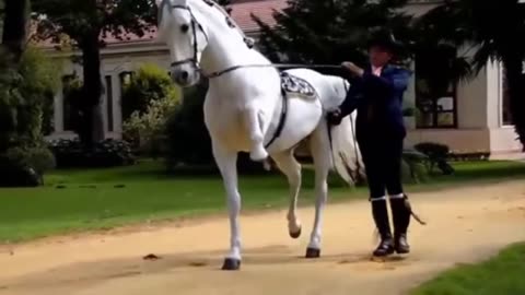 Top 5 most beautiful horses