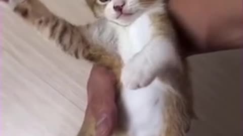 Amazing cat 🐈 trending video