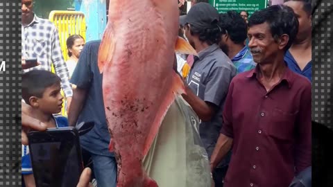 Huge monster fish caught in lake /