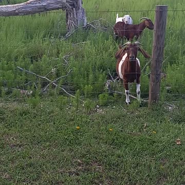 Farm animals are just damn funny