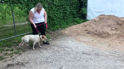 American pets alarmingly overweight, study shows