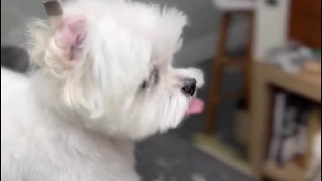If you want your dog to look that good, you should definitely learn