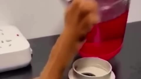 Funny and Cute Cats Videos #207
