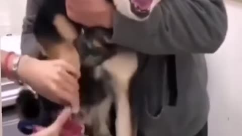 Crying Dog