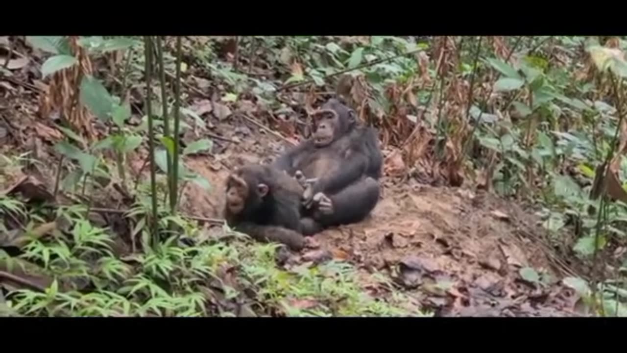 The Chimpanzees in Tanzania are Eastern Chimp