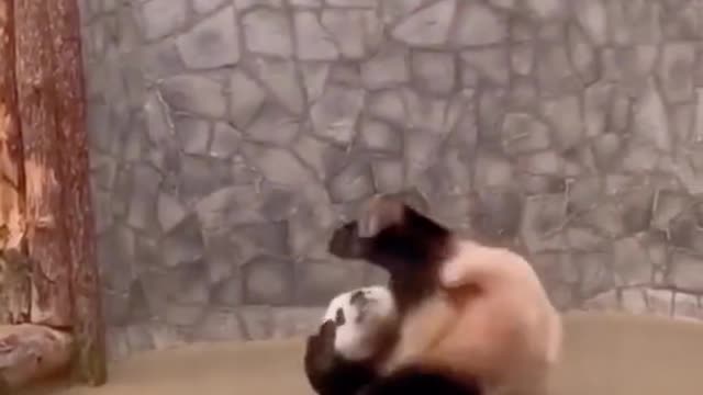 Do you like my forward roll