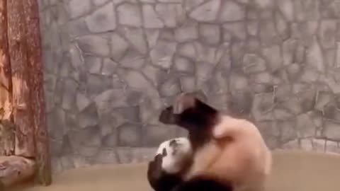 Do you like my forward roll