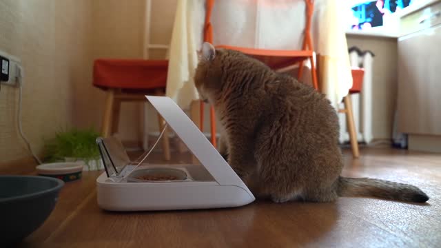 SureFeed® Microchip Pet Feeder