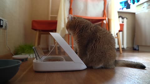 SureFeed® Microchip Pet Feeder