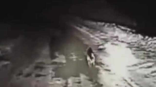 This Dog is a Hero