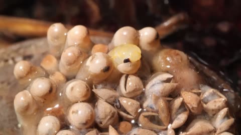 Don't Go Chasing Water Bugs | Inside view