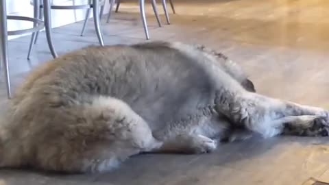 Funny dog video