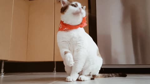 Funny cats lover