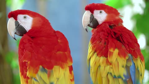 Beautiful parrot
