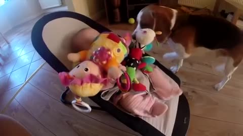 This Dog STOLE A Baby’s Toy Charlie the beagle loves to play