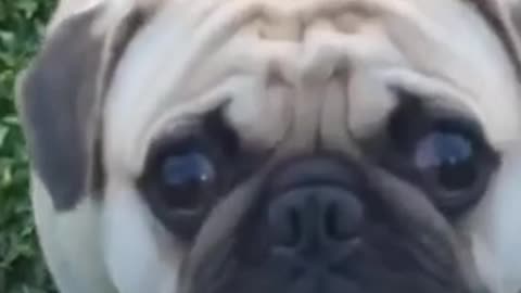 The Best Dog In China