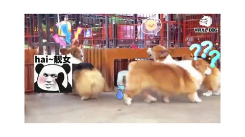 Funny dogs