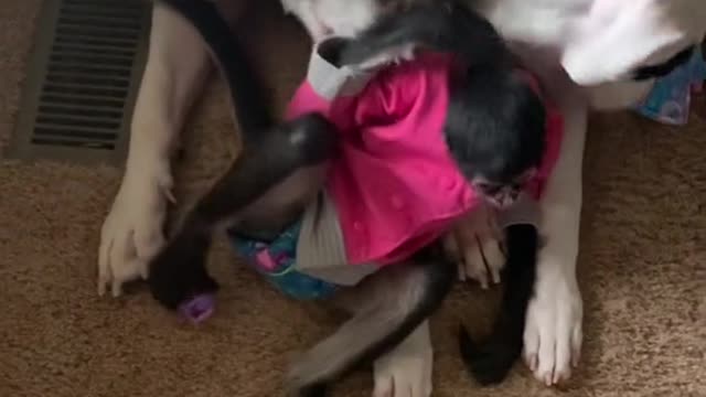 Just keke and her dogo’s❤️
