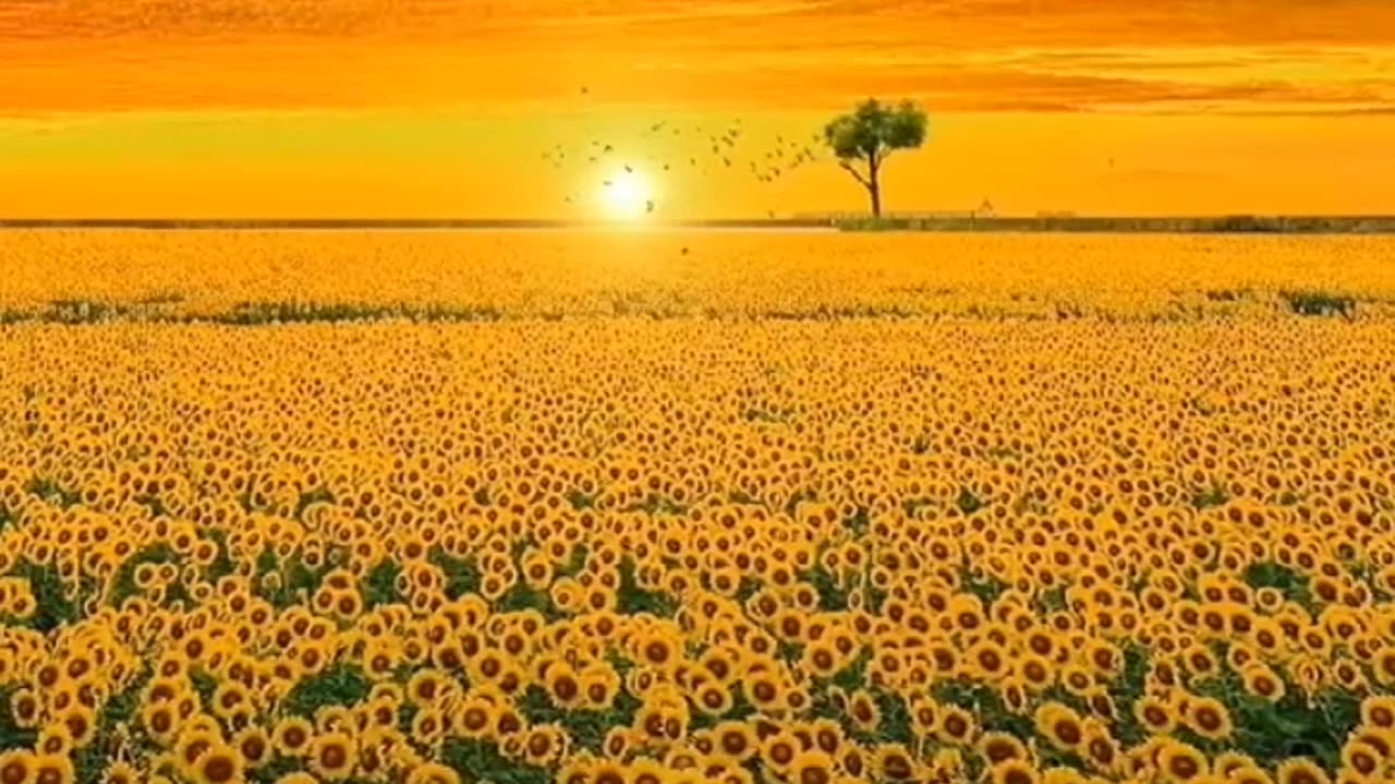 Sun light