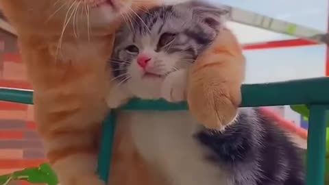 Funny cat video