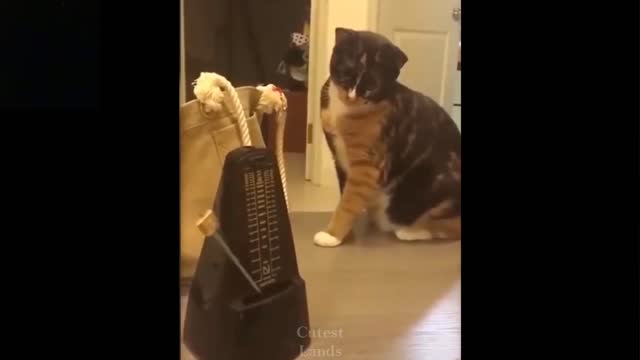 Cute & Funny. Try not to Laugh
