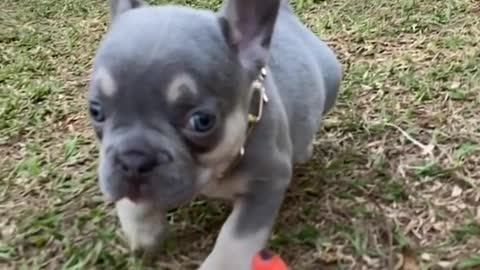 Super cute puppy